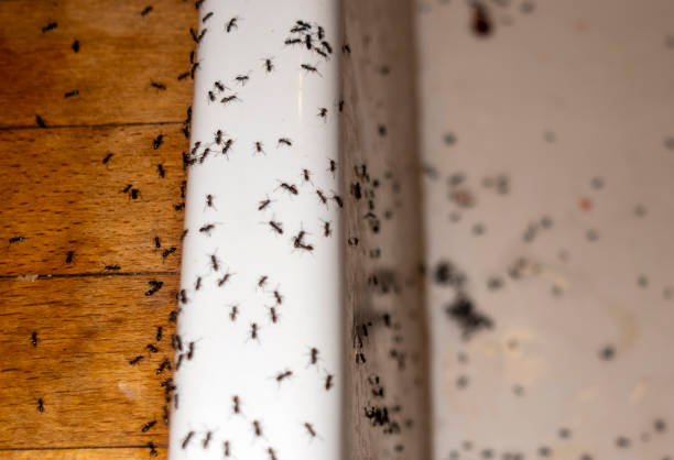 Best Pest Removal Services  in Junction City, KS