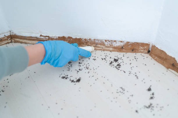 Best Flea Control Services  in Junction City, KS